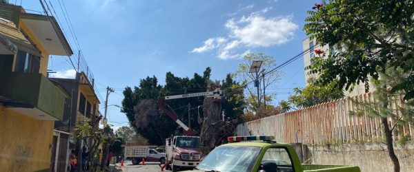 Protección Civil Municipal, Ecología y Conserjería realizaron el derribo de una palmera seca en Alhelíes esquina con Pinos de la colonia Las Flores Norte.